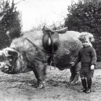 The Petting Zoo Hunt (kill the guinea pigs!) David Baldelli