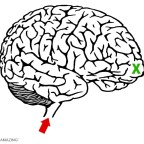 What we think or How we think? – David Baldelli