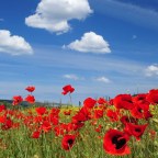 Rememberance day thoughts – Julian Eldridge 